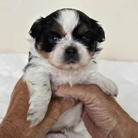 AKC Dallas Dobie Parti, a male Shih Tzu for sale in Algonquin, IL – Photo 4 of 10