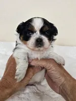 AKC Dallas Dobie Parti, a male Shih Tzu for sale in Algonquin, IL – Photo 4 of 10