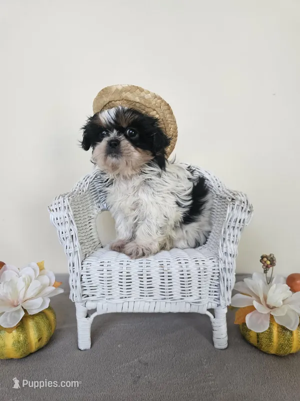 AKC Dallas Dobie Parti