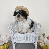 AKC Dallas Dobie Parti, a male Shih Tzu for sale in Algonquin, IL – Photo 1 of 10