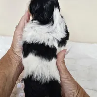 AKC Dallas Dobie Parti, a male Shih Tzu for sale in Algonquin, IL – Photo 10 of 10