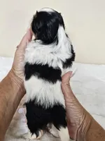 AKC Dallas Dobie Parti, a male Shih Tzu for sale in Algonquin, IL – Photo 10 of 10