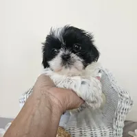 AKC Champ Black and White, a male Shih Tzu for sale in Algonquin, IL – Photo 6 of 10