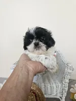 AKC Champ Black and White, a male Shih Tzu for sale in Algonquin, IL – Photo 6 of 10