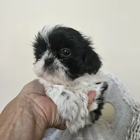 AKC Champ Black and White, a male Shih Tzu for sale in Algonquin, IL – Photo 8 of 10