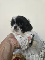 AKC Champ Black and White, a male Shih Tzu for sale in Algonquin, IL – Photo 8 of 10