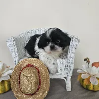 AKC Champ Black and White, a male Shih Tzu for sale in Algonquin, IL – Photo 4 of 10