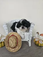 AKC Champ Black and White, a male Shih Tzu for sale in Algonquin, IL – Photo 4 of 10