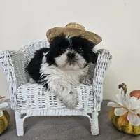 AKC Champ Black and White, a male Shih Tzu for sale in Algonquin, IL – Photo 5 of 10