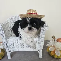 AKC Champ Black and White, a male Shih Tzu for sale in Algonquin, IL – Photo 7 of 10