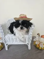 AKC Champ Black and White, a male Shih Tzu for sale in Algonquin, IL – Photo 7 of 10