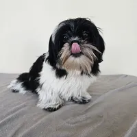 AKC Champ Black and White, a male Shih Tzu for sale in Algonquin, IL – Photo 1 of 10