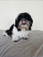 AKC Champ Black and White, a male Shih Tzu for sale in Algonquin, IL – Photo 1 of 10