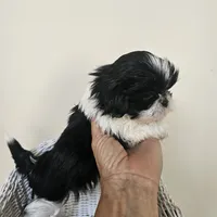 AKC Champ Black and White, a male Shih Tzu for sale in Algonquin, IL – Photo 9 of 10