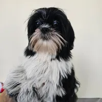 AKC Champ Black and White, a male Shih Tzu for sale in Algonquin, IL – Photo 2 of 10