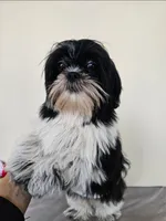 AKC Champ Black and White, a male Shih Tzu for sale in Algonquin, IL – Photo 2 of 10