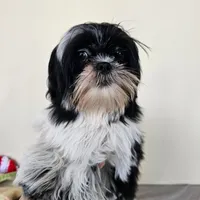 AKC Champ Black and White, a male Shih Tzu for sale in Algonquin, IL – Photo 3 of 10