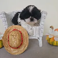 AKC Champ Black and White, a male Shih Tzu for sale in Algonquin, IL – Photo 10 of 10