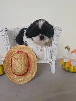 AKC Champ Black and White, a male Shih Tzu for sale in Algonquin, IL – Photo 10 of 10