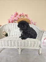 Grant, a male Shih Tzu for sale in Algonquin, IL – 2 of 7