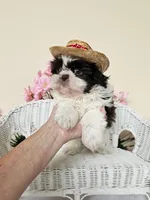 Gordon, a male Shih Tzu for sale in Algonquin, IL – 2 of 6