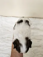 Darla AKC Red Parti, a female Shih Tzu for sale in Algonquin, IL – Photo 9 of 10