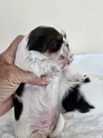 Darla AKC Red Parti, a female Shih Tzu for sale in Algonquin, IL – Photo 5 of 10