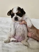 Darla AKC Red Parti, a female Shih Tzu for sale in Algonquin, IL – Photo 6 of 10