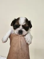 Darla AKC Red Parti, a female Shih Tzu for sale in Algonquin, IL – Photo 8 of 10