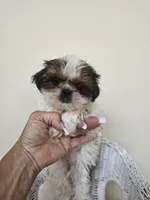 Darla AKC Red Parti, a female Shih Tzu for sale in Algonquin, IL – Photo 3 of 10