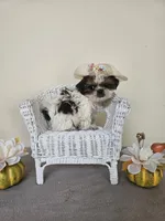 Darla AKC Red Parti, a female Shih Tzu for sale in Algonquin, IL – Photo 1 of 10