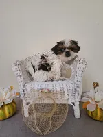 Darla AKC Red Parti, a female Shih Tzu for sale in Algonquin, IL – Photo 2 of 10