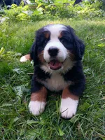 Sierra, beautiful & friendly , a female Bernese Mountain Dog for sale in Uniontown, OH – 3 of 5