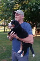 Sophie, Relisted due to buyer's family loss, a female Bernese Mountain Dog for sale in Uniontown, OH – 3 of 4
