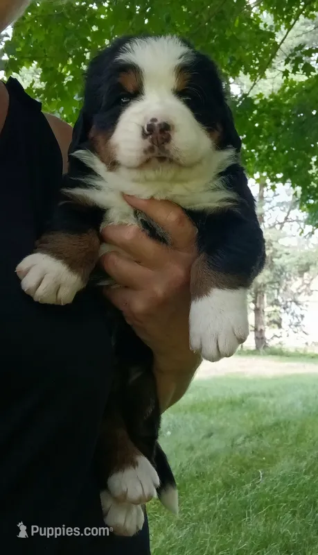 Sierra - female - Orange collar – Bernese Mountain Dog puppy for sale in Uniontown, OH
