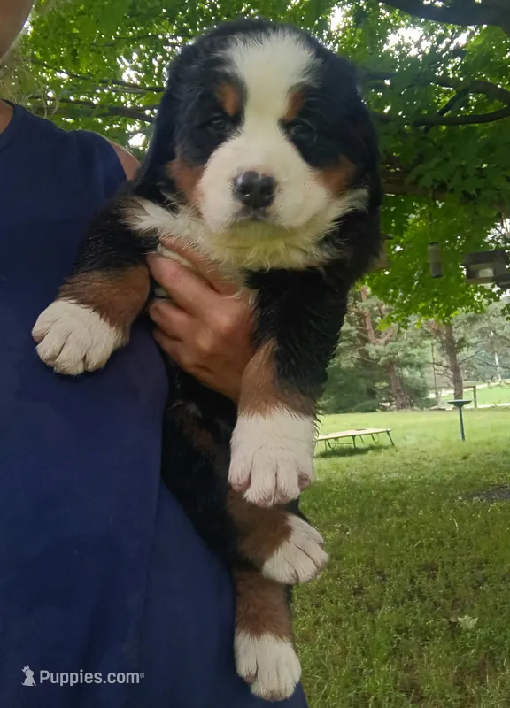 Sierra - female - Orange collar – Bernese Mountain Dog puppy for sale in Uniontown, OH
