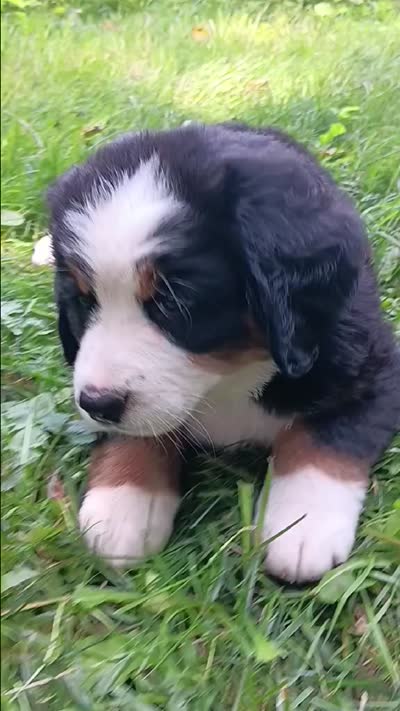 Sierra, beautiful & friendly , a female Bernese Mountain Dog for sale in Uniontown, OH – 4 of 5