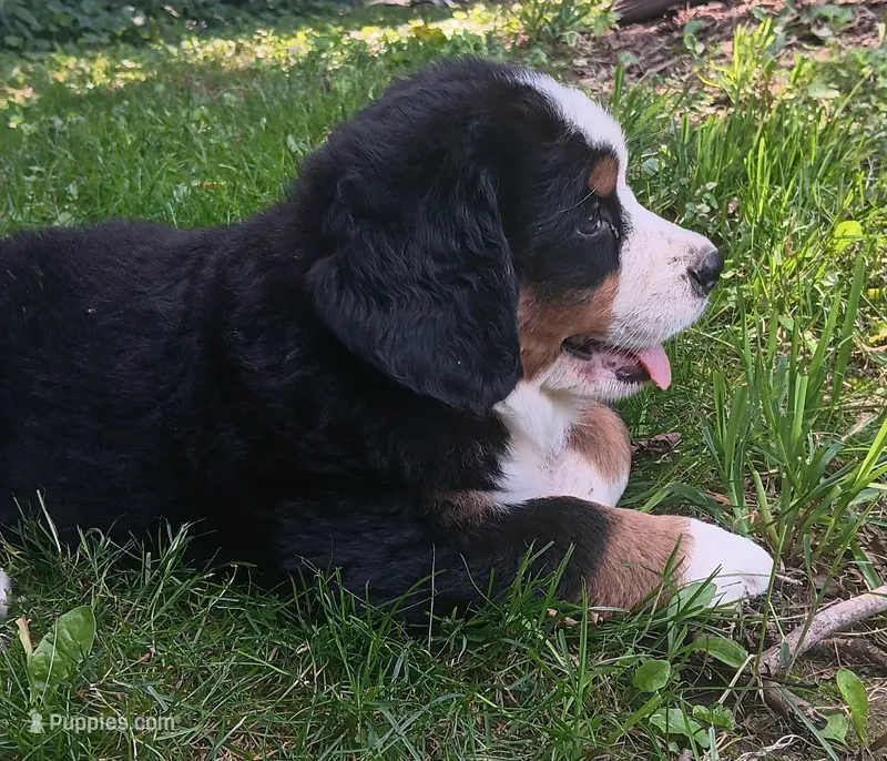 Sierra, beautiful & friendly  – Bernese Mountain Dog puppy for sale in Uniontown, OH