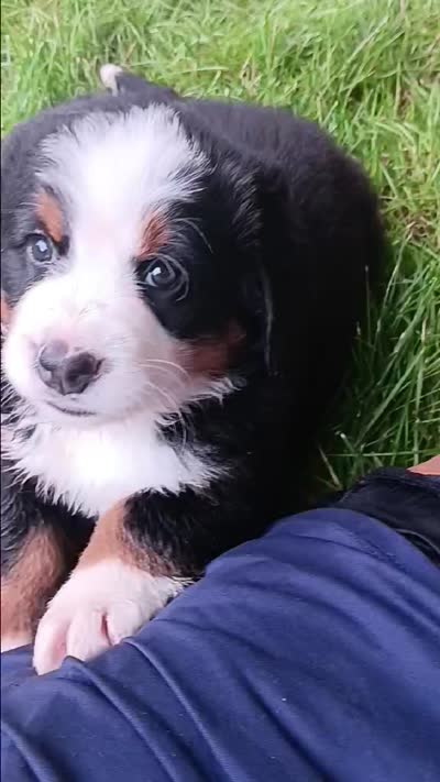Sierra, beautiful & friendly , a female Bernese Mountain Dog for sale in Uniontown, OH – 5 of 5