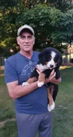 Sophie, Relisted due to buyer's family loss, a female Bernese Mountain Dog for sale in Uniontown, OH – 2 of 4