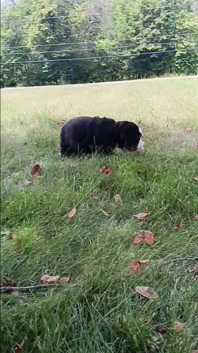 Sierra - female - Orange collar, a female Bernese Mountain Dog for sale in Uniontown, OH – 2 of 2