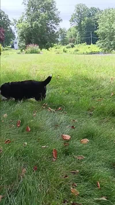 Sophie - female - purple collar, a female Bernese Mountain Dog for sale in Uniontown, OH – 2 of 2