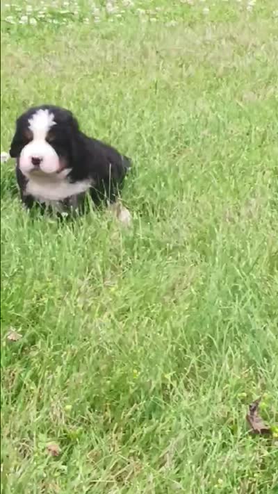 Hunter - male - Yellow collar, a male Bernese Mountain Dog for sale in Uniontown, OH – 2 of 2