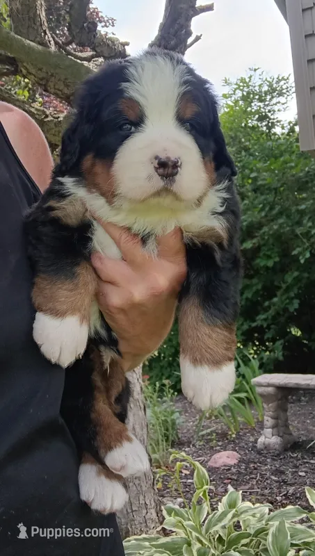 Hunter - male - Yellow collar – Bernese Mountain Dog puppy for sale in Uniontown, OH