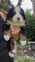 Hunter - male - Yellow collar, a male Bernese Mountain Dog for sale in Uniontown, OH – 1 of 2