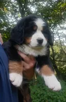 Sierra, beautiful & friendly , a female Bernese Mountain Dog for sale in Uniontown, OH – 2 of 5