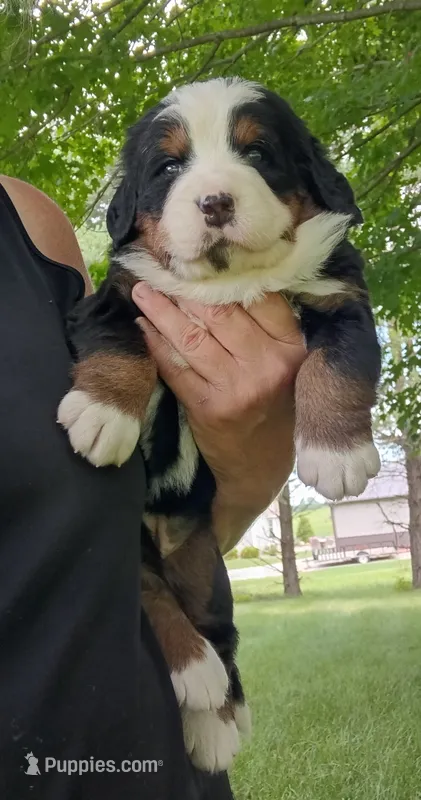 Sophie - female - purple collar – Bernese Mountain Dog puppy on hold in Uniontown, OH