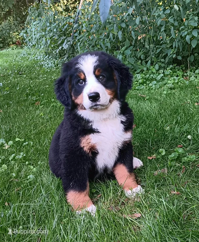 Sophie, Relisted due to buyer's family loss – Bernese Mountain Dog puppy for sale in Uniontown, OH