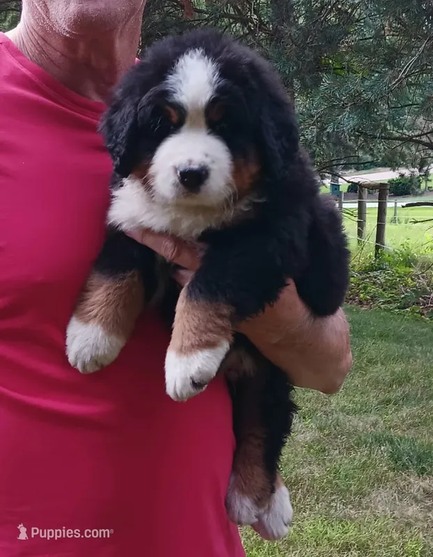 Hunter - male - Yellow collar – Bernese Mountain Dog puppy on hold in Uniontown, OH