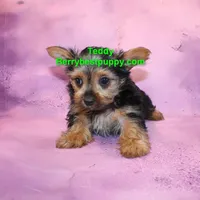 Teddy, a male Yorkshire Terrier for sale in Littlerock, CA – Photo 3 of 3